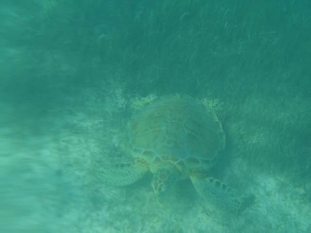 ai862.photobucket.com_albums_ab181_paulonev_Mexico_202012_DSC00551Cpia.jpg