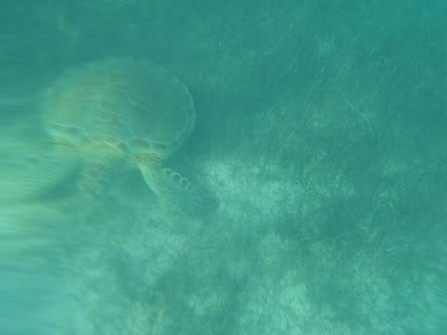 ai862.photobucket.com_albums_ab181_paulonev_Mexico_202012_DSC00552Cpia.jpg