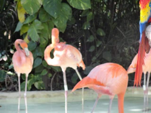 ai862.photobucket.com_albums_ab181_paulonev_Mexico_202012_DSC00577Cpia.jpg