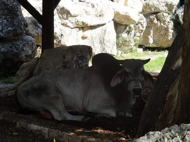 ai862.photobucket.com_albums_ab181_paulonev_Mexico_202012_DSC00585Cpia.jpg