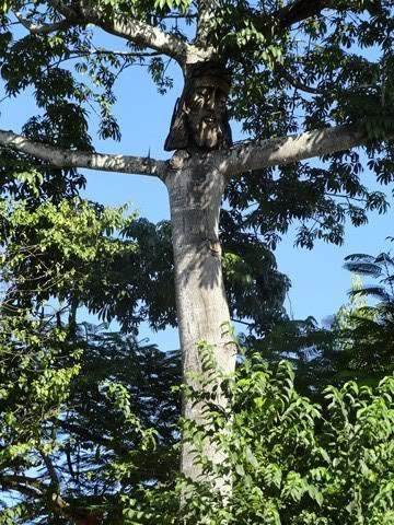 ai862.photobucket.com_albums_ab181_paulonev_Mexico_202012_DSC00590Cpia.jpg
