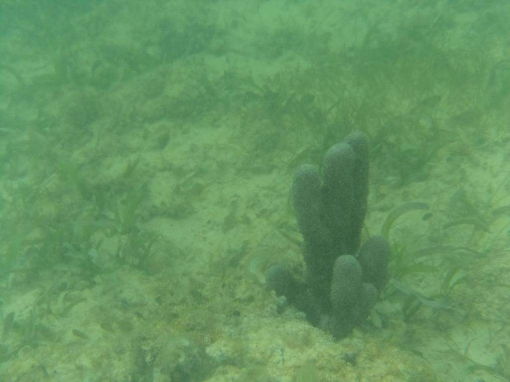 ai862.photobucket.com_albums_ab181_paulonev_Punta_20Cana_202014_DSC00376Coacutepia.jpg