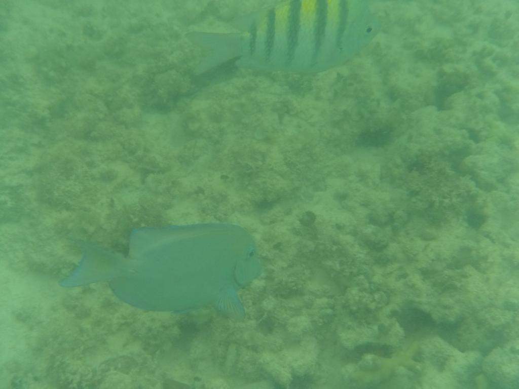 ai862.photobucket.com_albums_ab181_paulonev_Punta_20Cana_202014_DSC00379Coacutepia.jpg