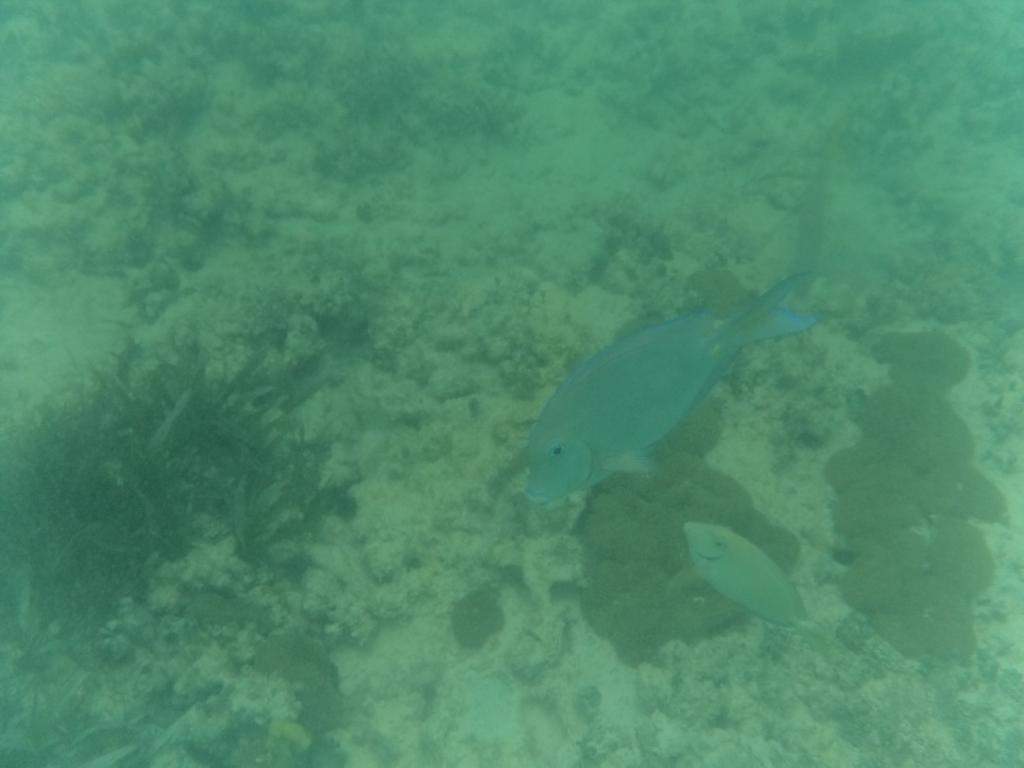ai862.photobucket.com_albums_ab181_paulonev_Punta_20Cana_202014_DSC00464Coacutepia.jpg