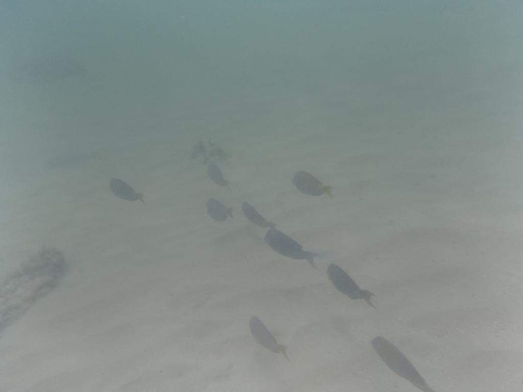 ai862.photobucket.com_albums_ab181_paulonev_Punta_20Cana_202014_DSC00474Coacutepia.jpg