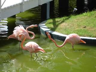 ai862.photobucket.com_albums_ab181_paulonev_Republica_20Dominicana_Imagem247.jpg