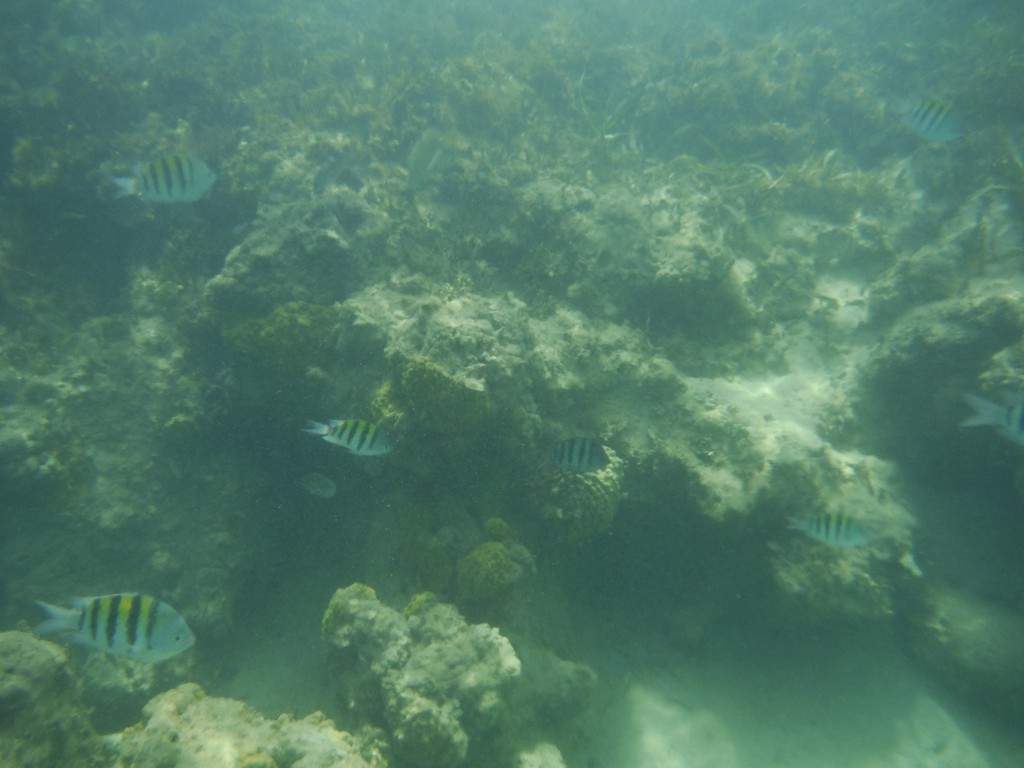 ai862.photobucket.com_albums_ab181_paulonev_Samana_20Setembro_202014_DSCF2046Coacutepia.jpg
