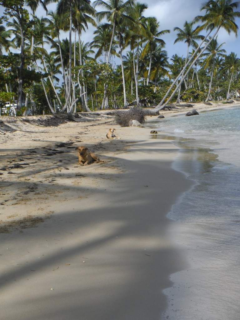 ai862.photobucket.com_albums_ab181_paulonev_Samana_20Setembro_202014_DSCF2065Coacutepia.jpg