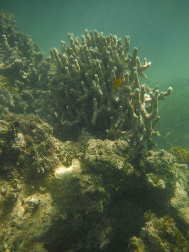 ai862.photobucket.com_albums_ab181_paulonev_Samana_20Setembro_202014_DSCF2127Coacutepia.jpg