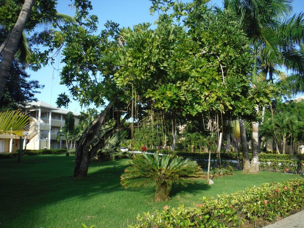 ai862.photobucket.com_albums_ab181_paulonev_Samana_20Setembro_202014_DSCF2335Coacutepia.jpg