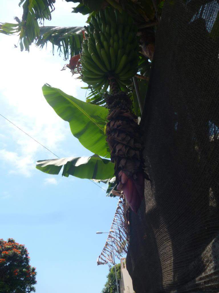 ai864.photobucket.com_albums_ab207_elisabetemlsilva_P1050307_zpsc0b39f9c.jpg