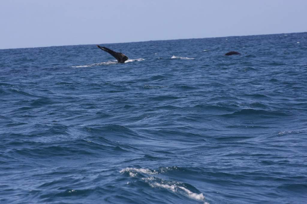 ai876.photobucket.com_albums_ab325_caluPT_IMG_8147.jpg