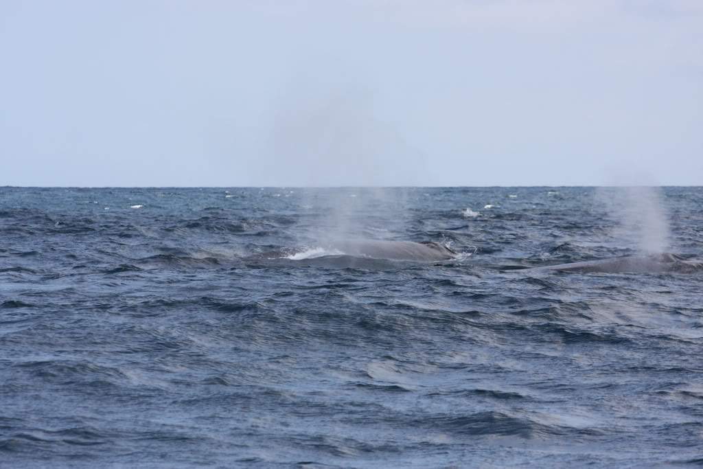 ai876.photobucket.com_albums_ab325_caluPT_IMG_8193.jpg