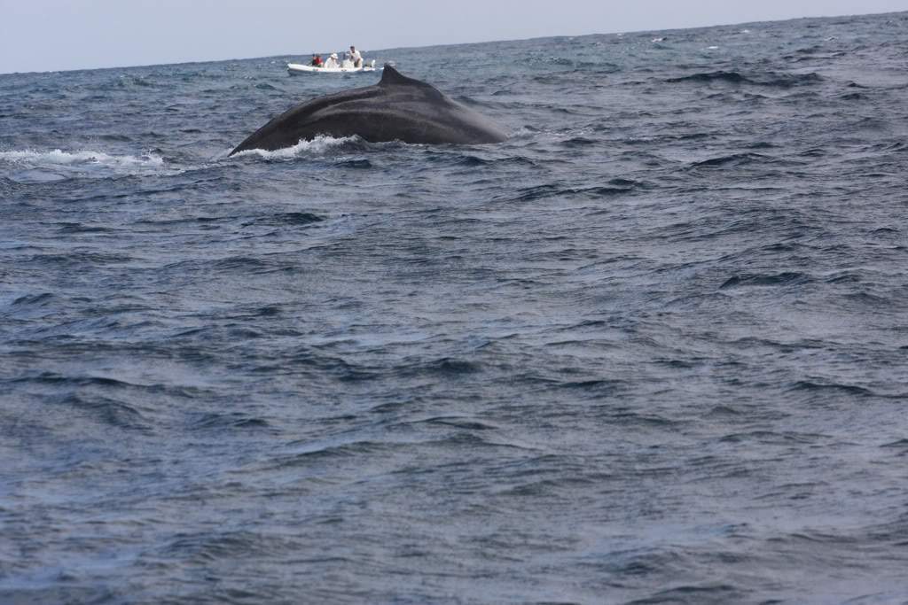 ai876.photobucket.com_albums_ab325_caluPT_IMG_8209.jpg
