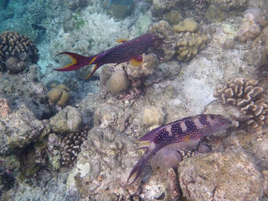 ai876.photobucket.com_albums_ab325_caluPT_Maldivas_20snorkelling_202_P1020793.jpg
