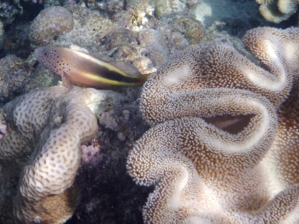 ai876.photobucket.com_albums_ab325_caluPT_Maldivas_20snorkelling_202_P1020934.jpg