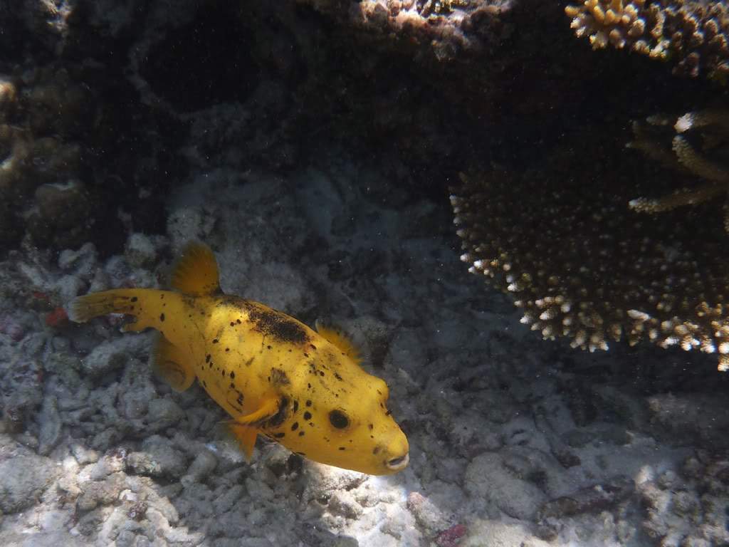 ai876.photobucket.com_albums_ab325_caluPT_Maldivas_20snorkelling_202_P1030086.jpg