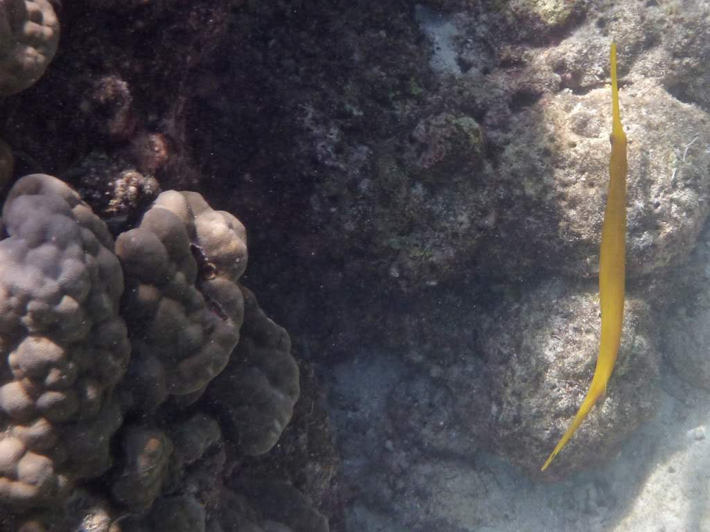 ai876.photobucket.com_albums_ab325_caluPT_Maldivas_20snorkelling_202_P1030153_1.jpg