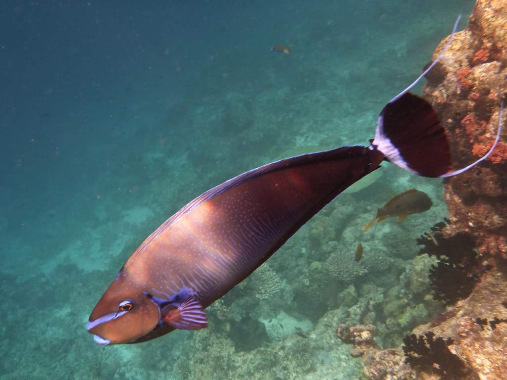 ai876.photobucket.com_albums_ab325_caluPT_Maldivas_20snorkelling_202_P1030347.jpg