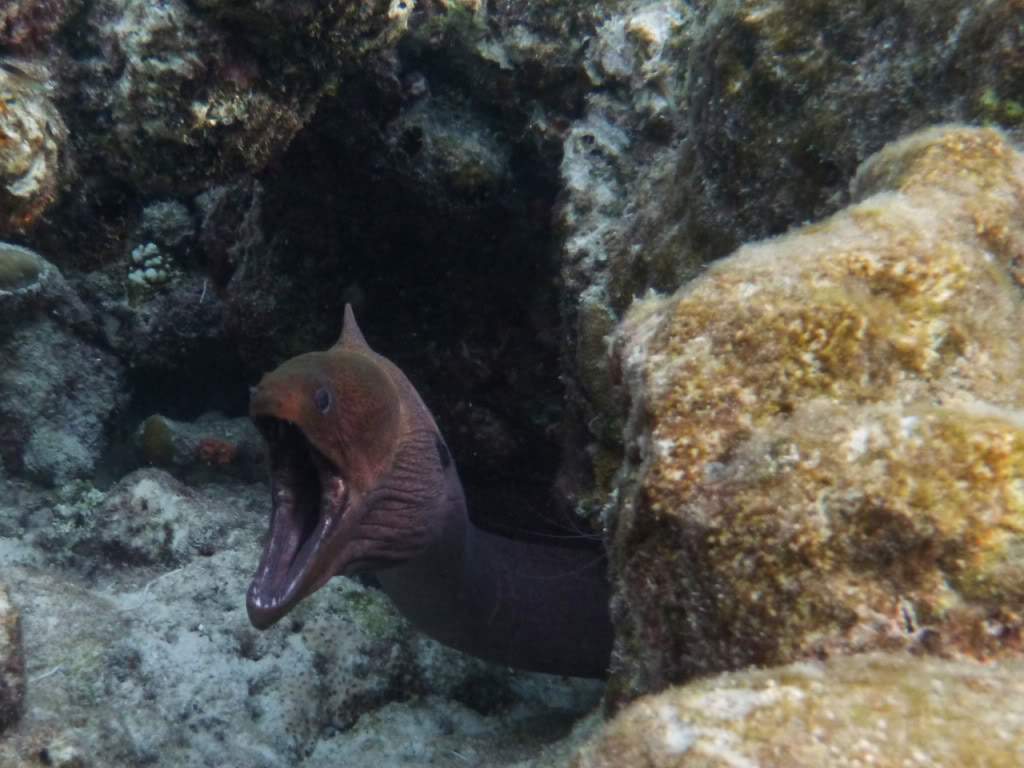 ai876.photobucket.com_albums_ab325_caluPT_Maldivas_20snorkelling_202_P1030387.jpg