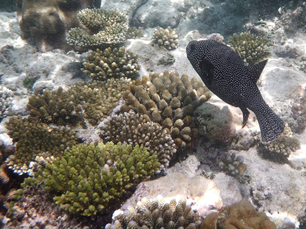 ai876.photobucket.com_albums_ab325_caluPT_Maldivas_20snorkelling_202_P1030523.jpg