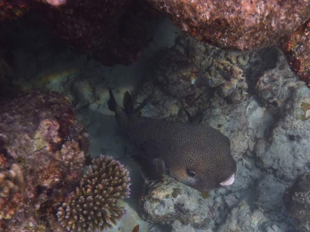 ai876.photobucket.com_albums_ab325_caluPT_Maldivas_20snorkelling_202_P1030605.jpg