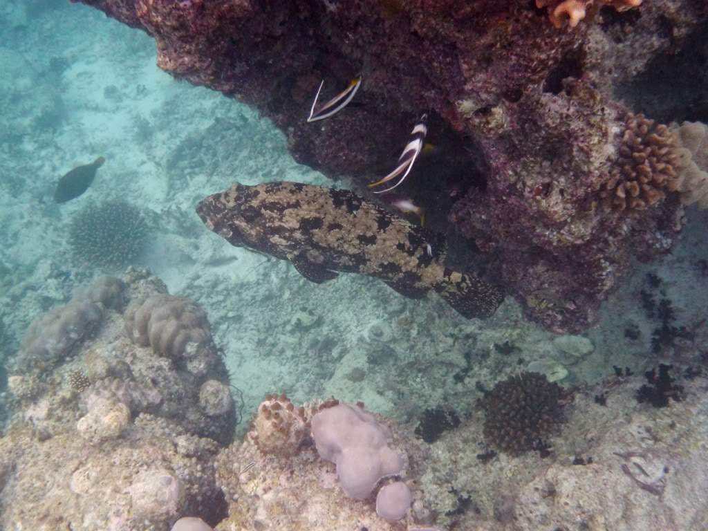 ai876.photobucket.com_albums_ab325_caluPT_Maldivas_20snorkelling_202_P1030628_1.jpg