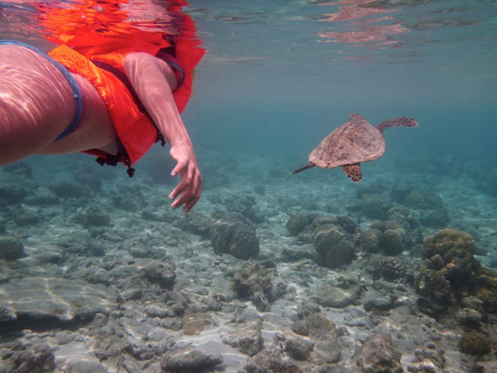 ai876.photobucket.com_albums_ab325_caluPT_Maldivas_20snorkelling_202_P10307.jpg