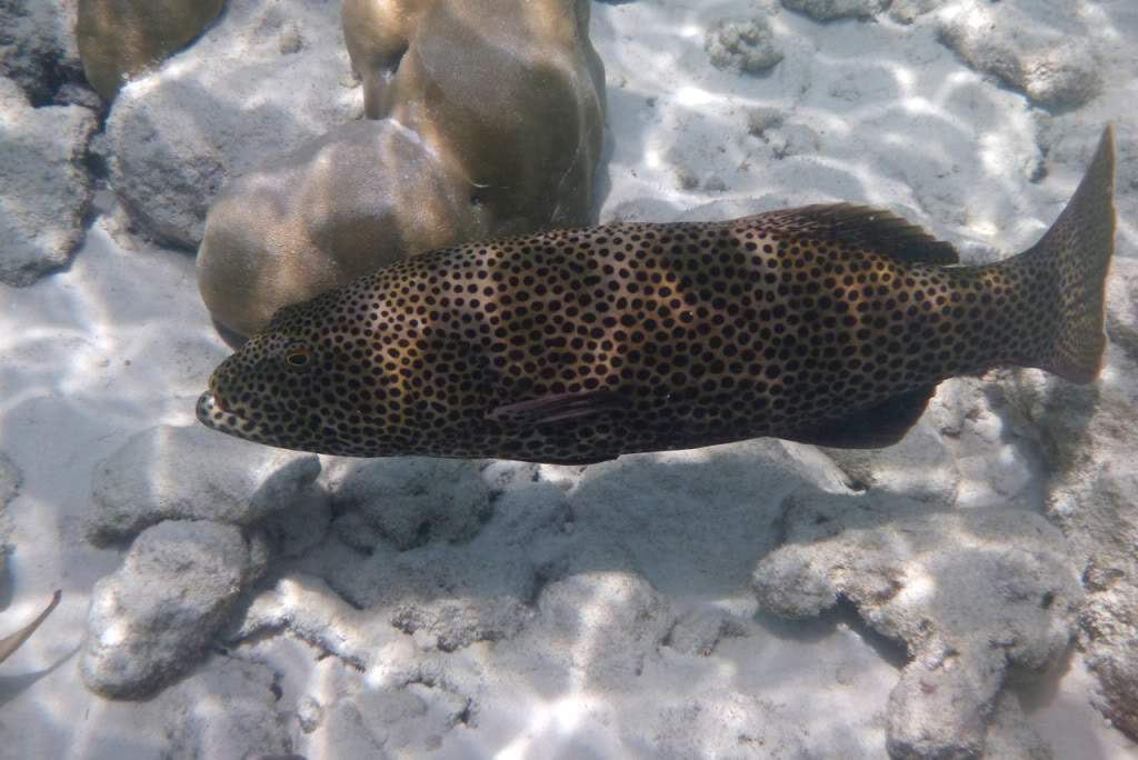 ai876.photobucket.com_albums_ab325_caluPT_Maldivas_20snorkelling_202_P1030954.jpg