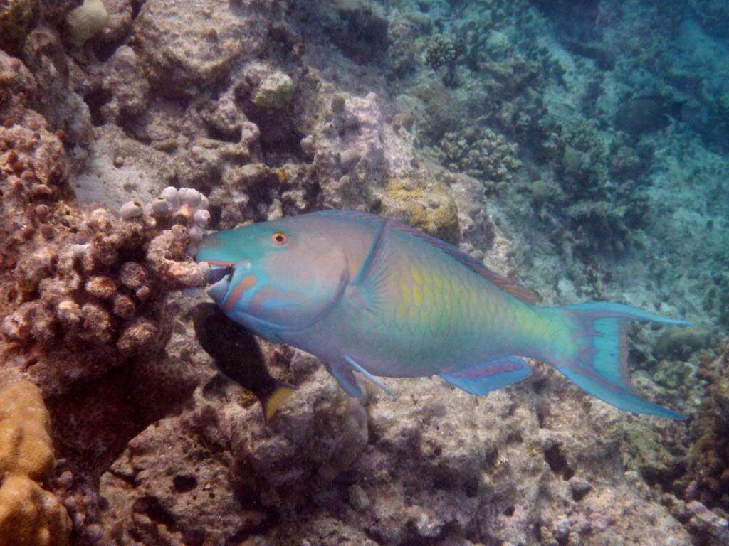 ai876.photobucket.com_albums_ab325_caluPT_Maldives_20snorkelling_P1020788_zps8a6c82ce.jpg