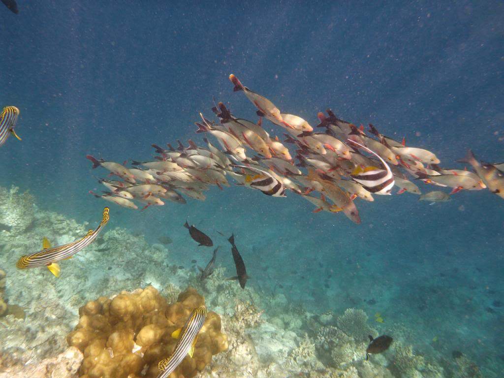 ai876.photobucket.com_albums_ab325_caluPT_Maldives_20snorkelling_P1020963_zpsa573f464.jpg