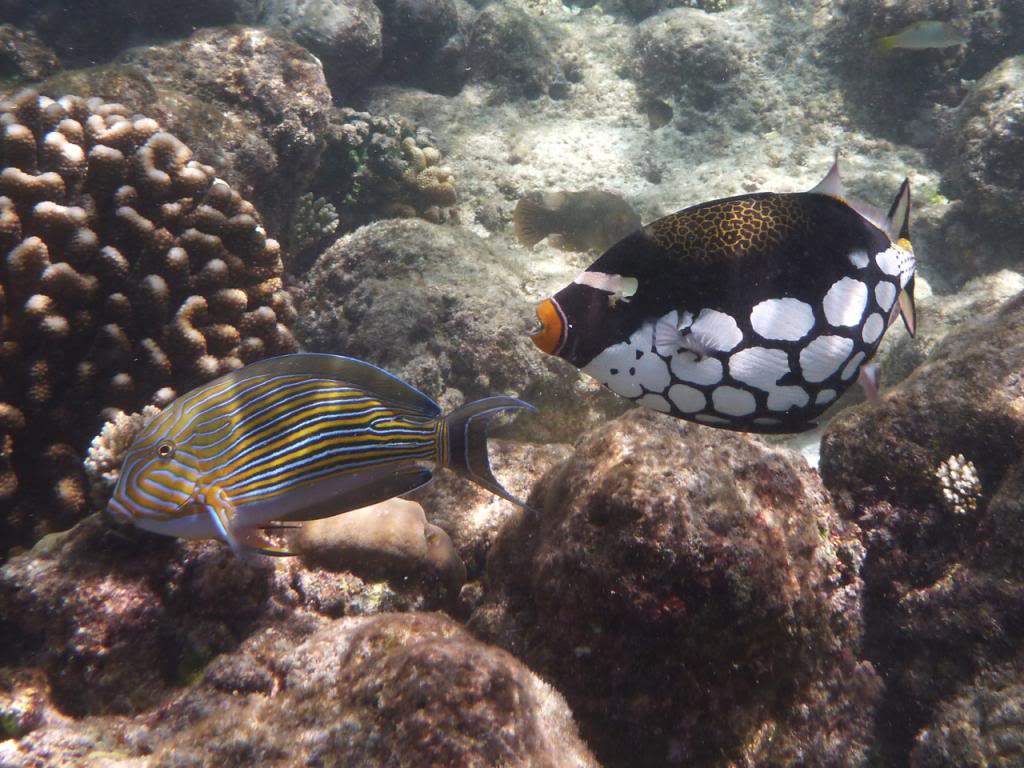 ai876.photobucket.com_albums_ab325_caluPT_Maldives_20snorkelling_P1030095_zps165daa67.jpg