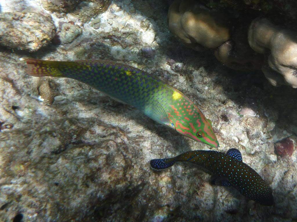 ai876.photobucket.com_albums_ab325_caluPT_Maldives_20snorkelling_P1030121_zps9c87e5b6.jpg
