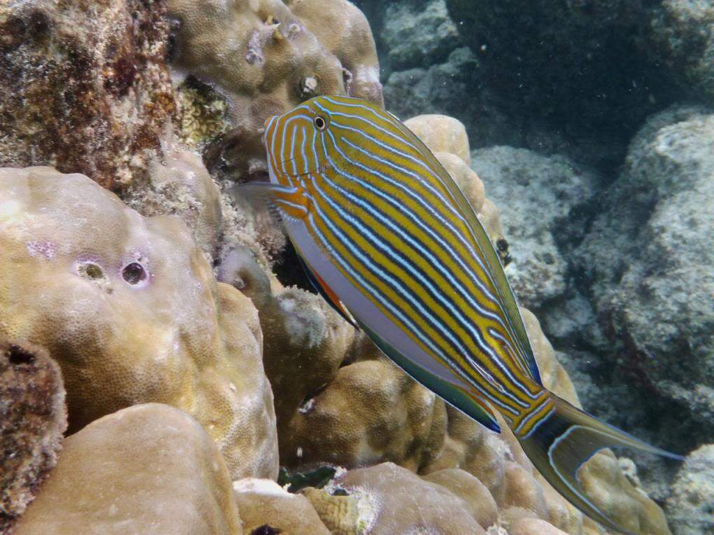 ai876.photobucket.com_albums_ab325_caluPT_Maldives_20snorkelling_P1030240_zpse7fe9254.jpg