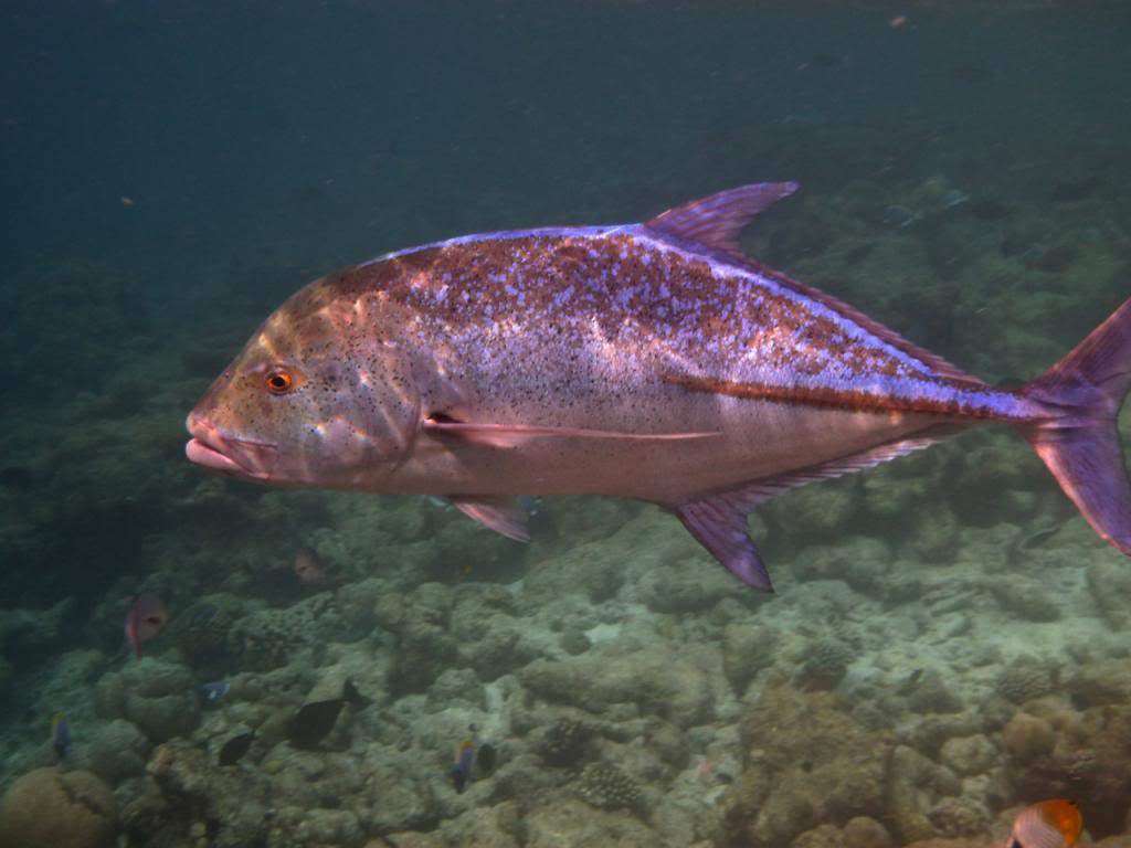 ai876.photobucket.com_albums_ab325_caluPT_Maldives_20snorkelling_P1030342_zps2f0e3e7f.jpg