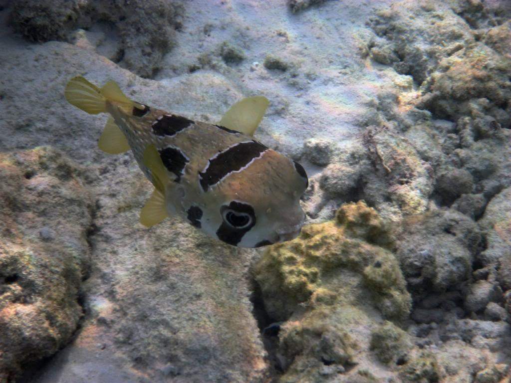 ai876.photobucket.com_albums_ab325_caluPT_Maldives_20snorkelling_P1030367_zpsa62a7281.jpg