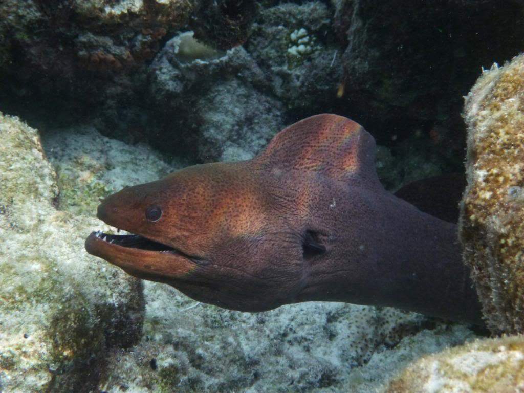 ai876.photobucket.com_albums_ab325_caluPT_Maldives_20snorkelling_P1030392_zps2459441f.jpg