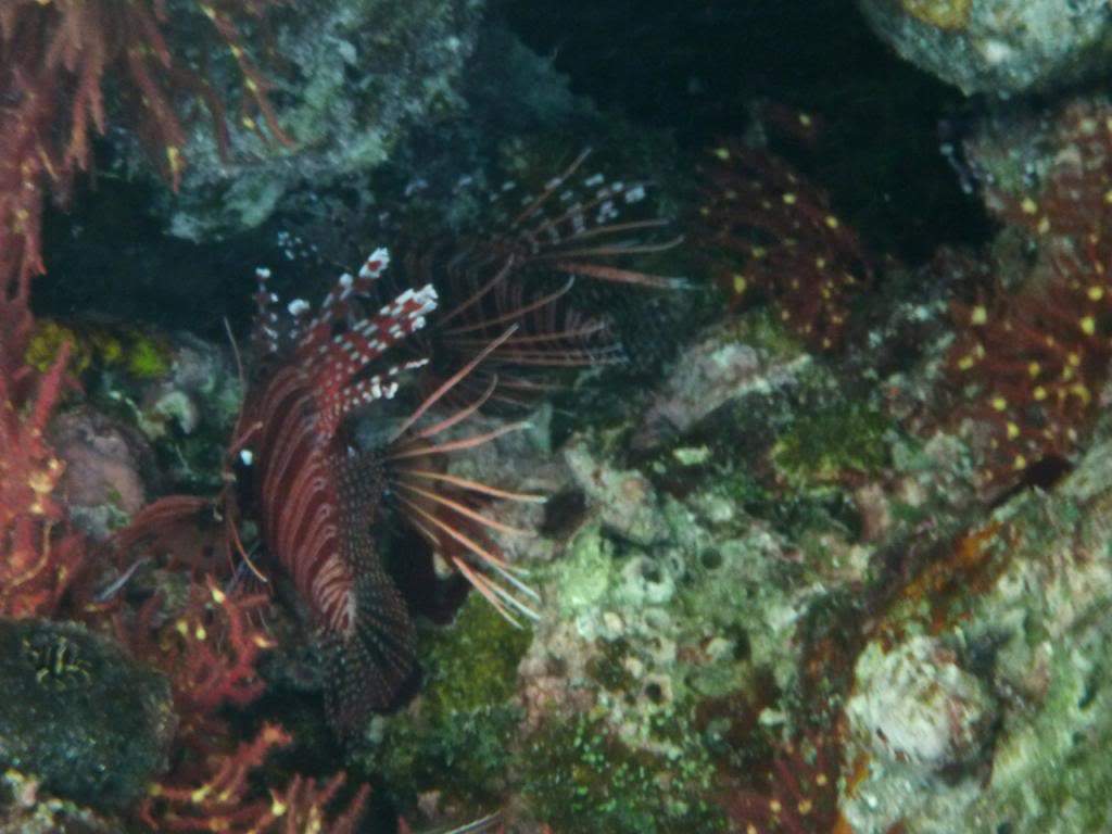 ai876.photobucket.com_albums_ab325_caluPT_Maldives_20snorkelling_P1030410_zpsb0e45449.jpg