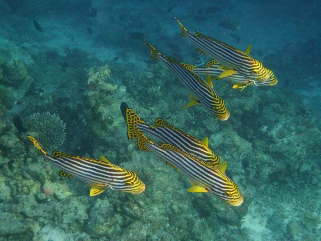 ai876.photobucket.com_albums_ab325_caluPT_Maldives_20snorkelling_P1030468_zps5c044f3e.jpg