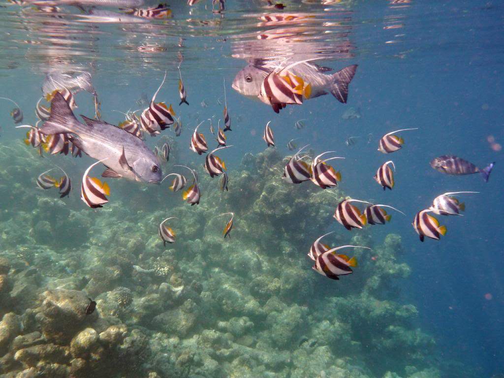 ai876.photobucket.com_albums_ab325_caluPT_Maldives_20snorkelling_P1030481_zpsd9399ab2.jpg