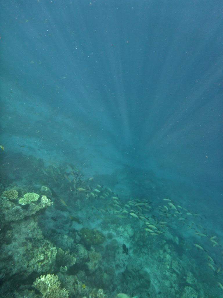 ai876.photobucket.com_albums_ab325_caluPT_Maldives_20snorkelling_P1030485_zps38cb26cd.jpg