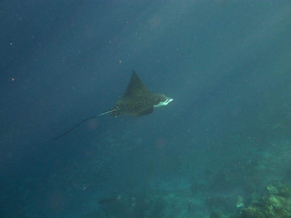 ai876.photobucket.com_albums_ab325_caluPT_Maldives_20snorkelling_P1030492_zps84fde788.jpg