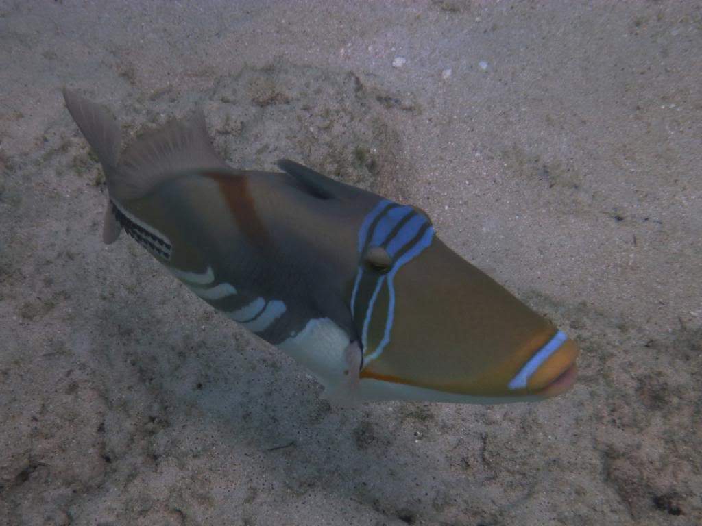 ai876.photobucket.com_albums_ab325_caluPT_Maldives_20snorkelling_P1030511_zps03d31e4f.jpg
