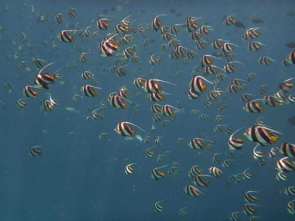 ai876.photobucket.com_albums_ab325_caluPT_Maldives_20snorkelling_P1030516_zps673e6d0e.jpg
