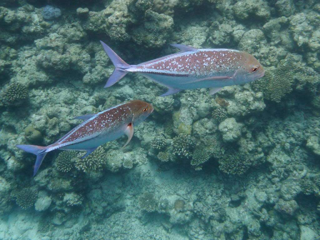 ai876.photobucket.com_albums_ab325_caluPT_Maldives_20snorkelling_P1030533_zps1db55c3b.jpg