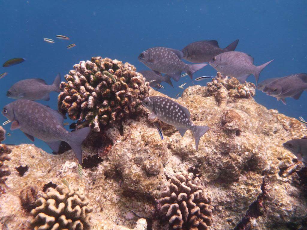 ai876.photobucket.com_albums_ab325_caluPT_Maldives_20snorkelling_P1030540_zps5656c4b3.jpg