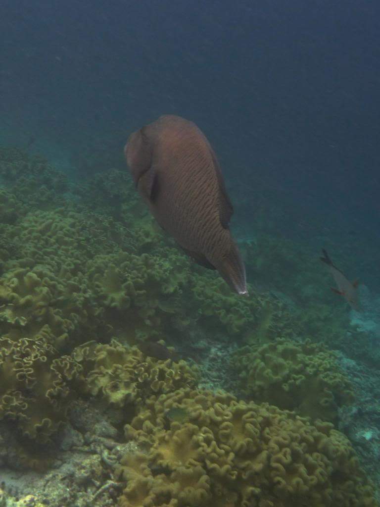 ai876.photobucket.com_albums_ab325_caluPT_Maldives_20snorkelling_P1030590_zps642e1d84.jpg