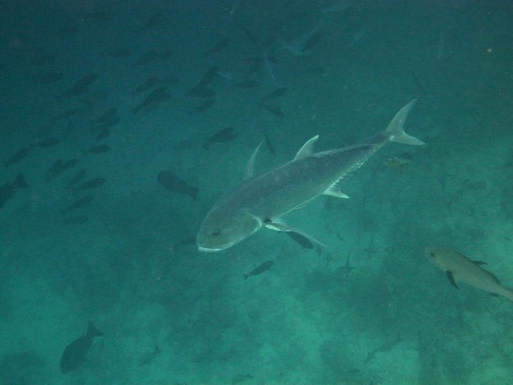 ai876.photobucket.com_albums_ab325_caluPT_Maldives_20snorkelling_P1030619_zps96c27e9f.jpg