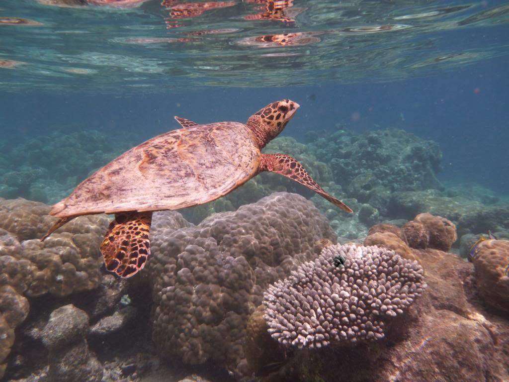 ai876.photobucket.com_albums_ab325_caluPT_Maldives_20snorkelling_P1030667_zpsf527390d.jpg