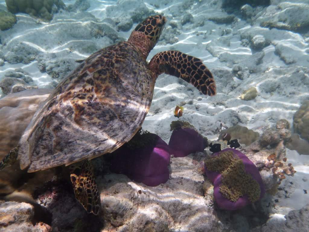 ai876.photobucket.com_albums_ab325_caluPT_Maldives_20snorkelling_P1030714.jpg